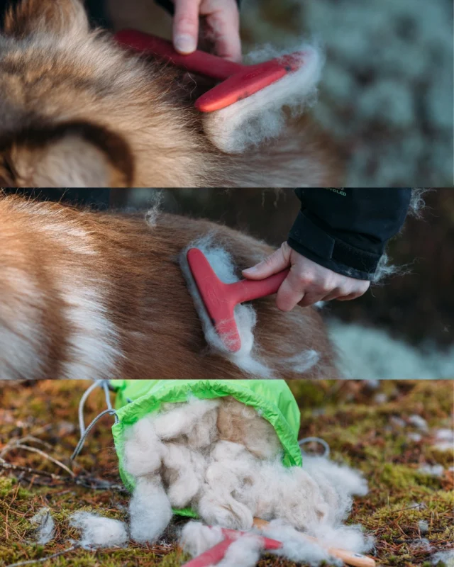 Shall we talk about shedding for a moment? 🫣 Is your vacuum running constantly—or just all the time?As the spring sun shines, many dog owners reach for their undercoat rakes, preparing for double-coated pups to shed their winter fur.Nutrolin® SKIN & COAT comes to the rescue for all kinds of shedding! It speeds up the process and ensures the new coat grows in healthy and beautiful.Even dogs with lighter coats appreciate this oil—it nourishes and protects the skin while improving coat quality.Is the fur already flying at your place? 🤭#Nutrolin #NutrolinDogs #DogHealth #PetCare