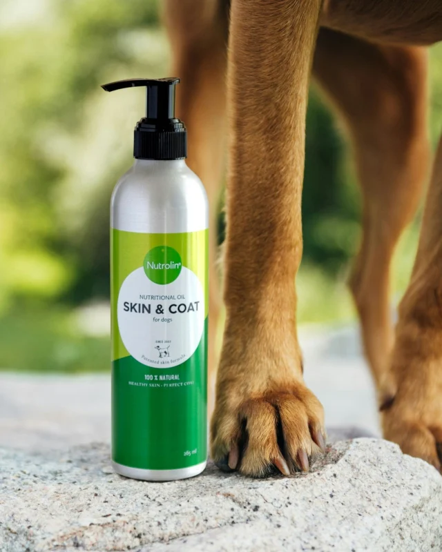 “Why shouldn’t Nutrolin® SKIN & COAT oil be given at the same time as other Nutrolin® products?”Thank you for your question! This is something people wonder about from time to time. 🤔Nutrolin® SKIN & COAT is a plant oil-based product. Our other products contain marine omegas – meaning they are either fish oil-based or, in the case of Nutrolin® OMEGA SENSITIVE®, based on microalgae oil.Plant-based and marine omegas support the body in different ways. Fatty acids are most effective when given at different times of the day. ⏰That’s why we recommend giving them at separate times – for example, one in the morning and the other in the evening. 💚#nutrolinlife #doghealth #nutrolindog #koiranäyttelyt