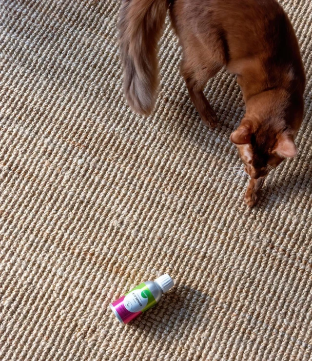 Can cats be allergic to fish? 🐟Yes, they can! In fact, fish allergy is fairly common in cats. Symptoms may include itching, skin problems, or digestive issues.But did you know that many animals and people with a fish allergy can still use fish oil? 😻That’s good news, because the omega-3s in fish oil support overall wellbeing.The fish oil used in our Nutrolin® products is pharmaceutical-grade, but in rare cases, even that might not suit a sensitive cat. In that case, we recommend Nutrolin® OMEGA SENSITIVE®, made from marine microalgae.Nutrolin® OMEGA SENSITIVE® contains just as much EPA and DHA omega-3 as high-quality fish oil – and four times more than salmon oil.Nutrolin knows omegas. 💚#nutrolinlife #fishallergy #catsofinstagram #cathealth #fishoil #omegas