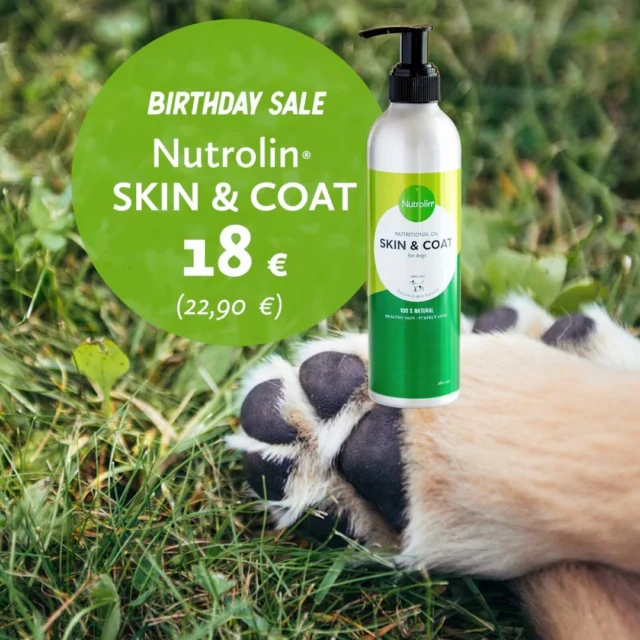 BIRTHDAY OFFER – Nutrolin® turns 18! 🥳💚 Nutrolin® SKIN & COAT for just €18!It all started with Nutrolin® SKIN & COAT. Today, tens of thousands of dogs have benefited from this nourishing oil that protects the skin, improves coat quality, and keeps paw pads soft and healthy.The secret lies in essential fatty acids that nourish the skin and strengthen its natural barrier.Behind the Nutrolin® products is the Finnish company Olini Ltd. We manufacture all our products in our own factory in Somero, Finland. Nutrolin® products carry the Key Flag symbol, a mark of Finnish origin and quality.Order a 265 ml bottle of Nutrolin® SKIN & COAT for just €18.
This birthday offer is valid in our online shop from August 18–21, 2025.
