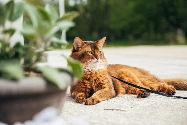 The weather is cooling down, and indoor air is getting dry.Dry indoor air affects a cat’s skin much like it does human skin—it can dry it out and cause irritation.Say goodbye to itching and flaking!Nutrolin® KITTEN & ADULT and Nutrolin® CAT SENIOR come to the rescue, caring for your cat’s skin from the inside out.These tasty cat supplements have many other benefits too, making them bigger than their size—just like our cats. 🐈#nutrolinlife #cathealth #happycats