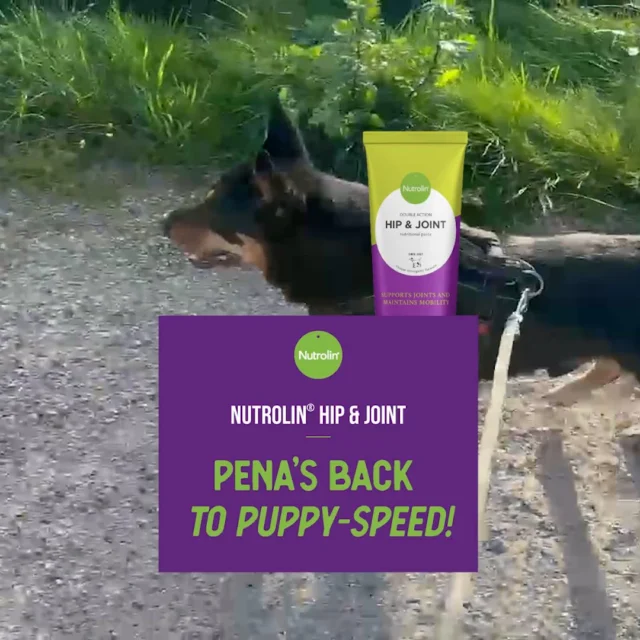 Oh, Pena! 🐶Pena is an 11-year-old Lancashire Heeler — a small dog with a big personality — whose steps became heavier a couple of years ago.A year ago, Pena’s owner, Teemu, was recommended Nutrolin® HIP & JOINT. Could it help Pena?The answer is YES! 💜The once leisurely senior citizen now sprints around like a wild youngster. His paws are full of energy again, just like when he was a puppy. Even friends and family were amazed at the transformation in just a few weeks.Nutrolin® HIP & JOINT contains a research-proven, effective amount of omega-3 fatty acids from fish oil, and combined with key joint nutrients, it supports joint health — and gives Pena the freedom to move.Joint Health Weeks 27 Oct–16 Nov – Freedom to Move!
During Joint Health Weeks, we’re sharing knowledge and tips to support your pet’s joint health.#NutrolinLife #NutrolinHipJoint
