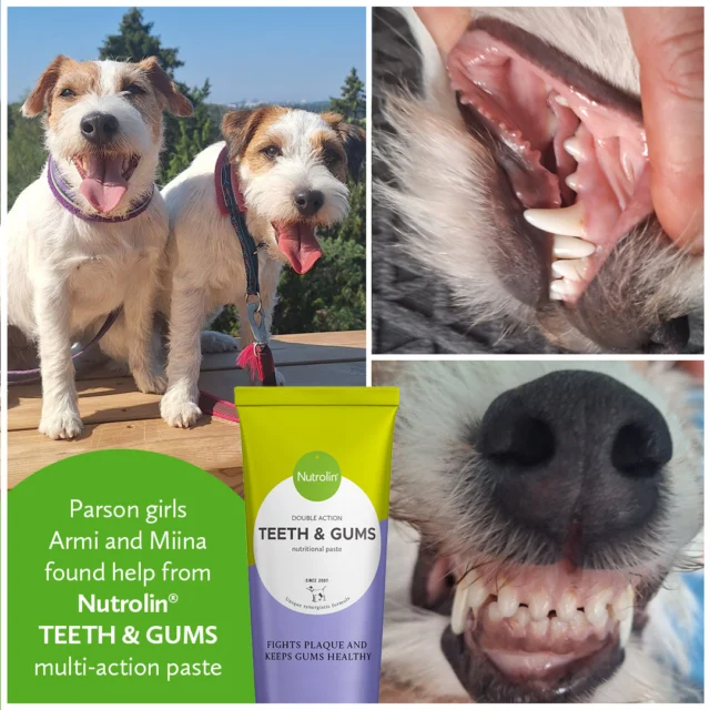 Looking for some good news? Here it comes!Parson girls Armi (5 years) and Miina (12 months) got help from Nutrolin® TEETH & GUMS.Both dogs had developed a lot of tartar. The vet cleaned Armi’s teeth but decided to give young Miina some time. Their owner, Hanna, decided to try adding Nutrolin® TEETH & GUMS paste to their food.“I would like to warmly thank you for developing such an amazing product. Six months ago, my one-year-old Parson had a significant amount of tartar. I discovered Nutrolin® TEETH & GUMS, and now her teeth are almost perfectly clean. The situation is just as good with my other dog, who is five years old.I can hardly believe it. I estimate that I’m saving about €700 a year — the cost of a professional dental cleaning for two dogs at the vet. But the best thing is that my dogs are doing great and the product really works.”Thank you, Hanna, for sharing your story! 😍That’s right — Nutrolin® TEETH & GUMS is a top product.