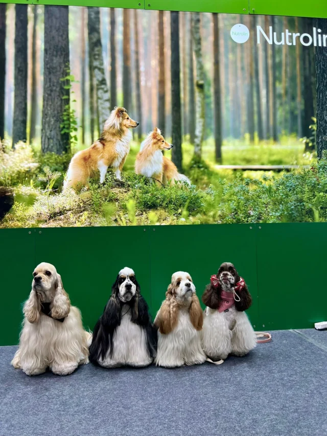 Greetings from Korea! 🇰🇷Exciting news – our small Finnish company is on the rise and reaching new heights! There’s a flurry of activity behind the scenes 💚Stay tuned for upcoming updates as we embark on this incredible journey! 🚀