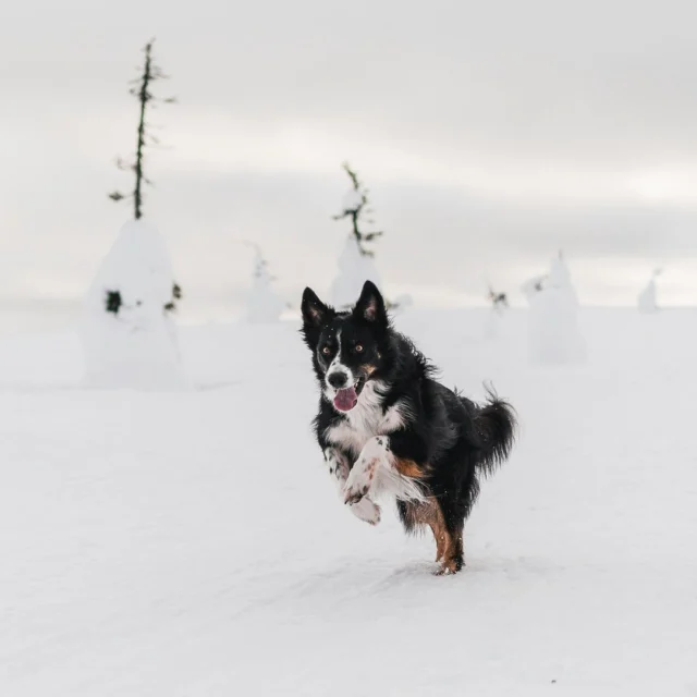 The cold can really bite the joints! 🥶Nutrolin® HIP & JOINT — the best joint supplement on the market — won’t warm your pet up, but it will deliver serious results.Our multi-action paste supports and improves joint mobility and helps your pet stay active.The paste combines omega-3 fatty acids from fish oil with key joint nutrients. Omega-3s protect the joints, while glucosamine and chondroitin sulfate support the regeneration of joint tissue.Nutrolin® HIP & JOINT is the only joint supplement on the market that contains enough omegas to make a real difference. Results are scientifically shown to appear within 2–6 weeks.What kind of results?More speed, more joy — and cold-weather stiffness doesn’t stand a chance! 💜