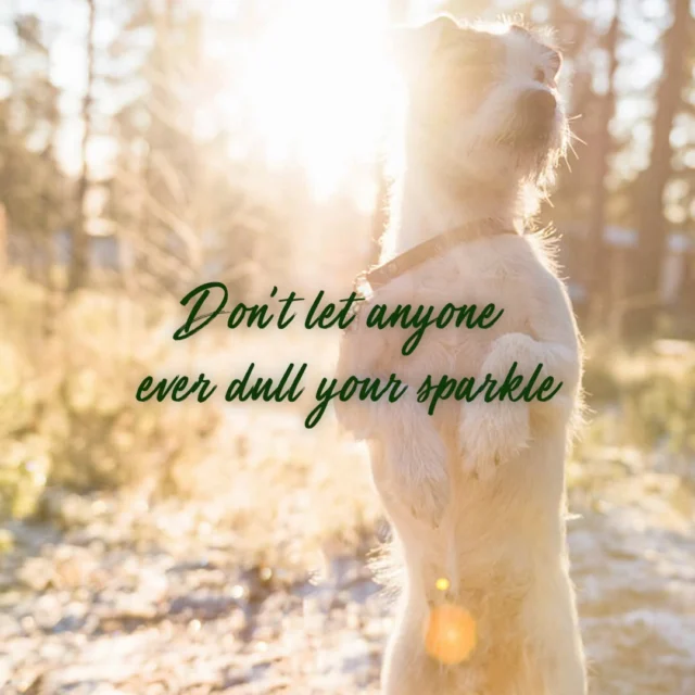 Wishing the Nutrolin® pack a Happy New Year full of luck and stardust! 💫Thank you for this past year, for the moments we’ve shared, and for your trust. 🫶See you next year! 👋🏻