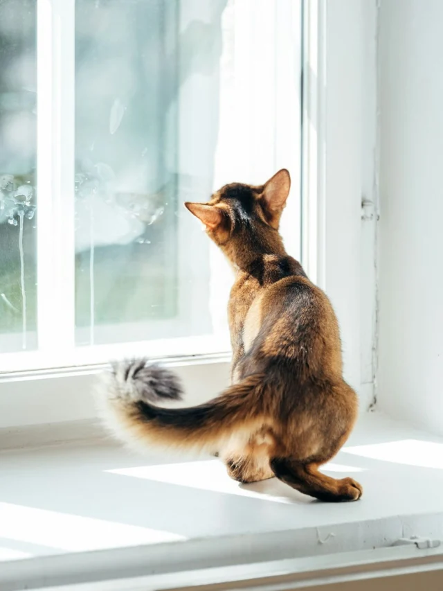 Marine omegas do wonders 🌊Did you know that Nutrolin® OMEGA SENSITIVE® contains as much omega-3 EPA and DHA fatty acids as high-quality fish oil – and about 4 times more than salmon oil?But how does the oil help your dog or cat? 🤔Adults: Protects joints, heart, and brain.
Puppies and kittens: Supports brain and sensory development.It’s a safe choice even for pets with fish allergies and a greener choice for everyone. 💚Nutrolin® OMEGA SENSITIVE brings well-being to every day. 🫶#nutrolinlife