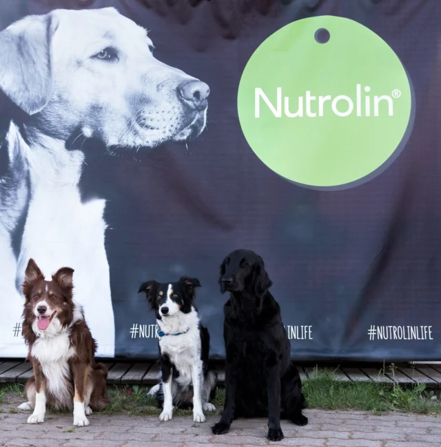 Can you believe it's been 10 years since 2016? 💭So many of you have been with us from the start! 🫣 We kicked things off with horse products in Finland and joined the Finnish agility team at the world championships in Spain.And let’s not forget Team Rokka, Africa's unique crew!If you've been along for this ride, drop a “hey!” 💚#nutrolinlife