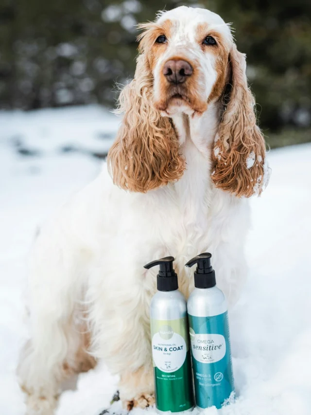 “Why shouldn’t Nutrolin® SKIN & COAT oil be given at the same time as other Nutrolin® products?”Thanks for the question! This is something people wonder about from time to time. 🤔Nutrolin® SKIN & COAT is a plant‑oil–based supplement. Our other products contain marine omegas, meaning they are either fish‑oil‑based or, like Nutrolin® OMEGA SENSITIVE®, microalgae‑oil‑based.Plant‑based and marine omegas support the body in different ways. Fatty acids work best when the products are given at different times of the day. ⏰That’s why we recommend adding them to the bowl alternately — for example, one in the morning and the other in the evening. 💚#nutrolinlife