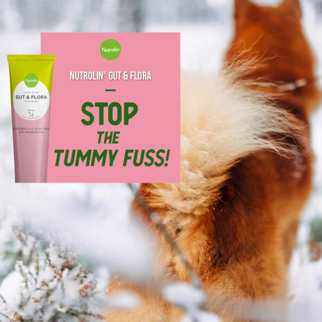 STOP the troublesome tummy fuss! 🙅🏻‍♀️ When your pet’s tummy feels off, Nutrolin® is there to lend a helping paw.Nutrolin® GUT & FLORA supports normal gut function. It combines, in a unique way, key ingredients that support gut wellness: fish oil, probiotics, and prebiotics.Together, this trio helps make everyday life smoother — for both the dog and the owner.Add Nutrolin® GUT & FLORA to your shopping list. A small tube, a big help.Tummy Weeks Feb 16—March 8 – peace in the tummy! During these weeks, we'll share information and tips to support your pet's gut health.#NutrolinLife #NutrolinDogs #NutrolinGutFlora
#DogHealth  #PetCareTips