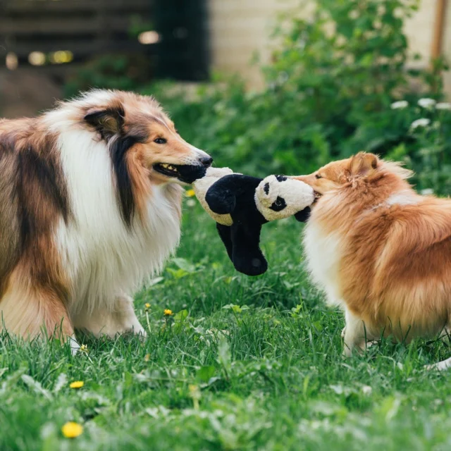 Fact or fiction: Fish oil is good for your dog’s coat. 🤔❌❌❌Fish oil does not contain linoleic acid, an essential fatty acid for skin health. If your dog has skin issues, it’s better to choose a fatty acid supplement that does contain linoleic acid.Linoleic acid is what truly supports and nourishes the skin.Choose a supplement that provides:✔️ Linoleic acid – the #1 fatty acid for skin health
✔️ Support for the skin barrier → less dryness & flakiness
✔️ Moisturized skin → healthier coat & softer paw pads
✔️ Improved coat texture → less sheddingNutrolin® SKIN & COAT contains a high amount of linoleic acid, and regular use strengthens the skin’s natural barrier.