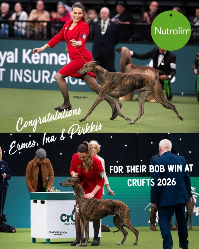Huge congratulations to the incredible INA'S FASHION FANTASTIC! 🎉✨ Crufts BoB 2026 ✨Meet "Ermes," a 5-year-old greyhound, proudly owned by Pirkkis 🇫🇮 and Ina Koulermou. His loooong title is just as impressive as his achievements!Ermes has been on Nutrolin® products throughout his life, just like all of Ina's dogs.Cheers to the entire team for this amazing accomplishment! 🐾