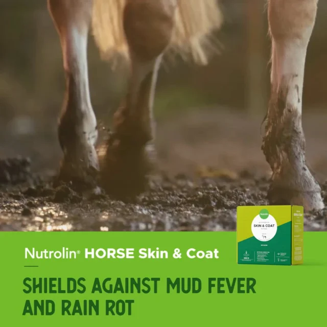 Hey hoofed friends — we’ve got good news for you! 💚Nutrolin® HORSE Skin & Coat is the answer to skin problems. This patented oil blend supports the well-being of your horse’s skin and coat.When a horse’s skin is healthy, it can better protect itself from fungi, bacteria, and viruses. Conditions like mud fever and pastern dermatitis are examples of issues that can be prevented.A specific problem needs a specific solution! 🤝✅ Reduces itching and dandruff, supports shedding
✅ Supports the management of sweet itch, mud fever, pastern dermatitis, and atopy
✅ Adds shine to the coat and strengthens mane and tailHelp your horse — choose Nutrolin® HORSE Skin & Coat.🔸 Wellbeing for horses! – During Horse Weeks, April 8–26, we’re sharing information about equine health and fatty acids. You’ll also get the chance to explore the Nutrolin® HORSE products.