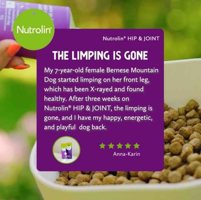 Anna-Karin’s 7-year-old Bernese Mountain Dog found relief with the Nutrolin® HIP & JOINT supplement. Unique support and the freedom to move!⭐️⭐️⭐️⭐️⭐️"My 7‑year‑old female Bernese Mountain Dog started limping on her front leg, which has been X‑rayed and found healthy. After three weeks on Nutrolin® HIP & JOINT, the limping is gone, and I have my wonderfully happy, energetic, and playful 7‑year‑old dog back."