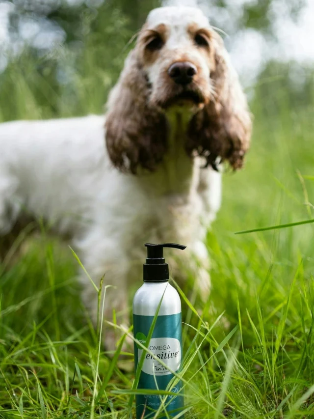 Your dog or cat doesn’t need to show symptoms or feel unwell for their wellbeing to be supported. ☝🏻Nutrolin® OMEGA SENSITIVE® is an easy choice for every pet.This premium-quality and safe microalgae oil contains just as much omega‑3 EPA and DHA as high-quality fish oil, and about 4 times more than salmon oil.It’s a reliable option for dogs and cats with fish allergies and a greener choice for everyone.The best time to take care of your pet’s wellbeing is now — when everything is already going well. 💙#nutrolinlife #tehtysuomessa #pethealth