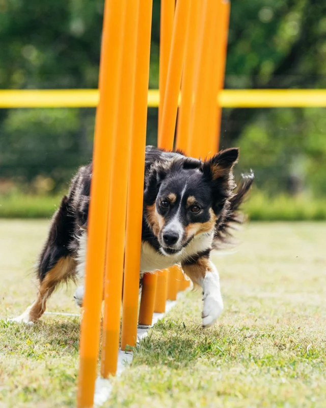 Summer is moving forward at a rapid pace. 😎 But no worries—so are sporting dogs fueled by Nutrolin® SPORT oil!How can this product help your dog?❤️ Helps protect your dog’s muscles, joints, and tendons
❤️ Supports faster recoveryGive your dog the ultimate support for your hard-working dog!#dogagility #bordercolliesofinstagram
