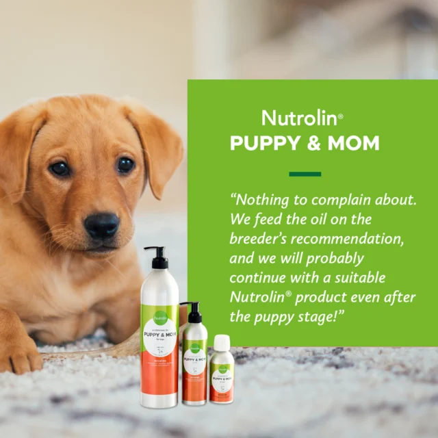 Brains benefit from omegas! 🧠You can support your puppy’s development by adding high-quality omega fatty acids to their diet.Nutrolin® PUPPY & MOM🐶 Enhances your puppy’s trainability
🐶 Supports healthy brain and sensory developmentWhen choosing a fatty acid supplement, also pay attention to the packaging. ☝🏻 An aluminum bottle protects the product from oxidation. Rancid oil is especially harmful to puppies.Wishing you lots of puppy-scented moments,
The Nutrolin® Team