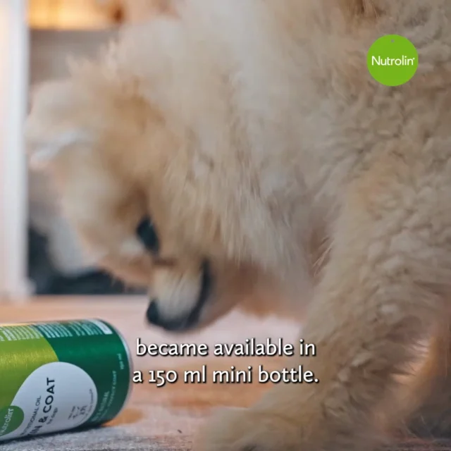 Our beloved product, now in a new size! 😍 Nutrolin® SKIN & COAT is now also available in a 150 ml mini bottle!Our range has expanded with a long-awaited addition: we've decided to bottle our trusted skin, coat, and paw care product in a smaller size, too.Who should choose the smallest size? 🤔💚 Small dogs – For dogs weighing under 3 kg, even the mini bottle lasts for around 2.5 months.
💚 Larger dogs – The mini bottle is a convenient travel-sized option that's easy to take along on trips or to the summer cottage.
💚 Choose the mini bottle if the product is new to you and you'd like to give it a try first.The smallest size is also perfect for other little members of the household, such as rabbits and guinea pigs.Nutrolin® SKIN & COAT 150 ml is available now in our online store and from retailers.