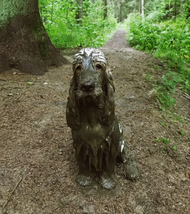 Got a mud-loving dog at home? Then listen up! 👂🏻Did you know that healthy skin and a strong coat are better equipped to handle external stressors like mud, moisture, and frequent washing?Nutrolin® SKIN & COAT is a well-kept secret among dog owners during muddy seasons. 🥳Start today to help support your dog's skin and coat throughout the autumn months.Our remote office dog, Käpy, loves getting muddy. 🙈 Share a photo of your own mud master in the comments! 🐾💚