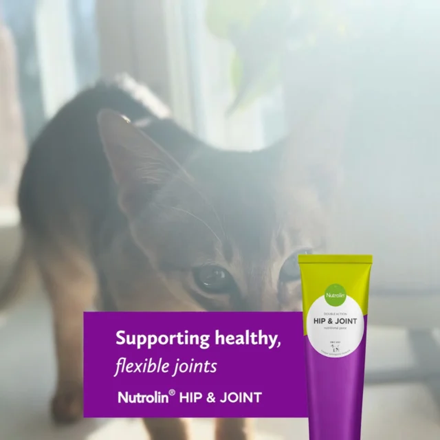 If stiffness is slowing your pet down and the jump just isn’t what it used to be, it may be time to support their joints. 💜

Nutrolin® HIP & JOINT is a trusted joint supplement loved by thousands, helping pets rediscover the joy of movement.

This tasty paste combines omega-3 fatty acids from fish oil with essential joint-supporting nutrients. Together, they deliver benefits greater than the sum of their parts.

Supporting healthy, flexible joints since 2013. 💜

Joint Health Weeks 26 Oct–15 Nov – Freedom to Move!