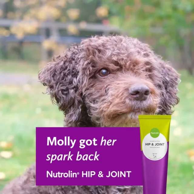 Here’s Molly, our CEO Cassu’s 16-year-old Spanish Water Dog. 🐶

For her age, Molly is still a happy and active dog, but the years had started to take a toll on her mobility.

When Cassu joined Nutrolin®, one of the first things we did was send a couple of tubes of Nutrolin® HIP & JOINT home for Molly to try.

A few weeks later, a delighted dog owner walked into the office.

"Molly is playing and moving around again. And best of all, her mobility has actually improved."

Way to go, Molly and Cassu!

Nutrolin® HIP & JOINT gave Molly the freedom to move. 💜

Joint Health Weeks 26 Oct–15 Nov – Freedom to Move!